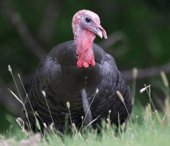 Wild Game Turkey